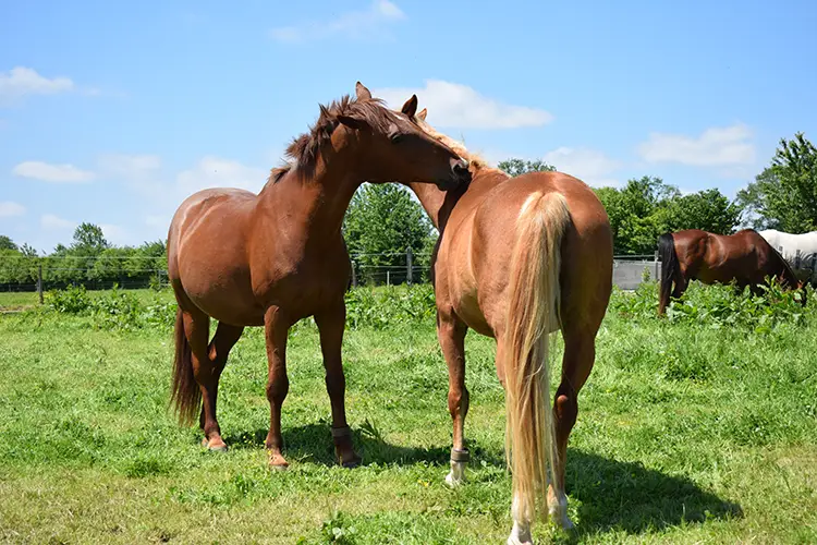 chevaux heureux