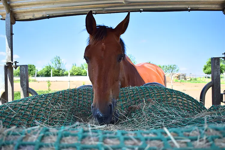 Un cheval qui mange du foin à l'écurie active de La Touche Bouilly