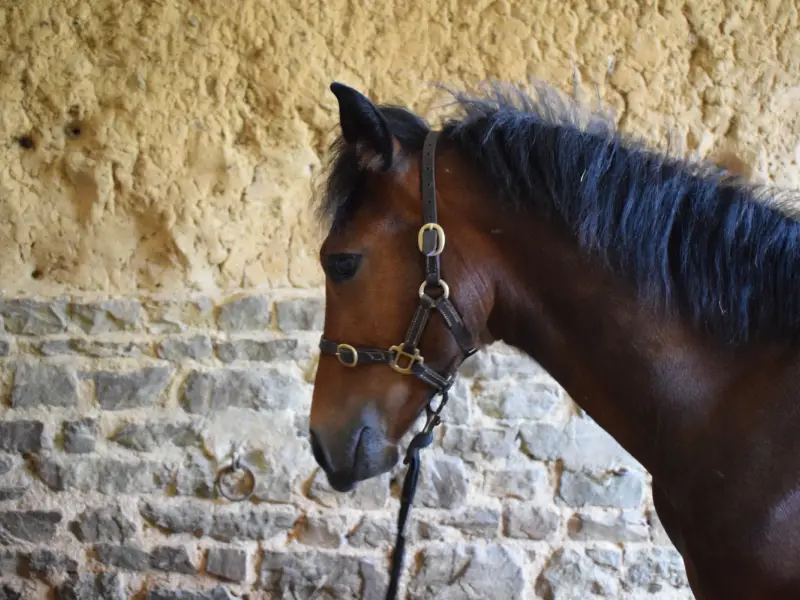 poulain bai à vendre