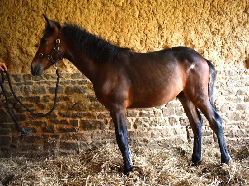 gentil et jolie poulain bai à vendre