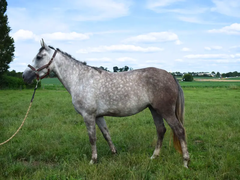 jolie jument à vendre