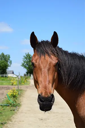 cheval bai à l'écurie active