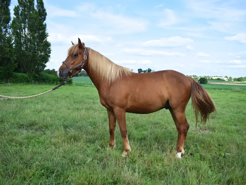 poney-alzan-a-vendre