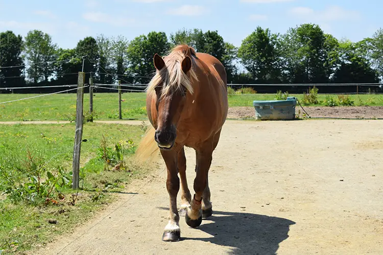 cheval qui marche sur le sol stabilisé de l'écurie active de La Touche Bouilly