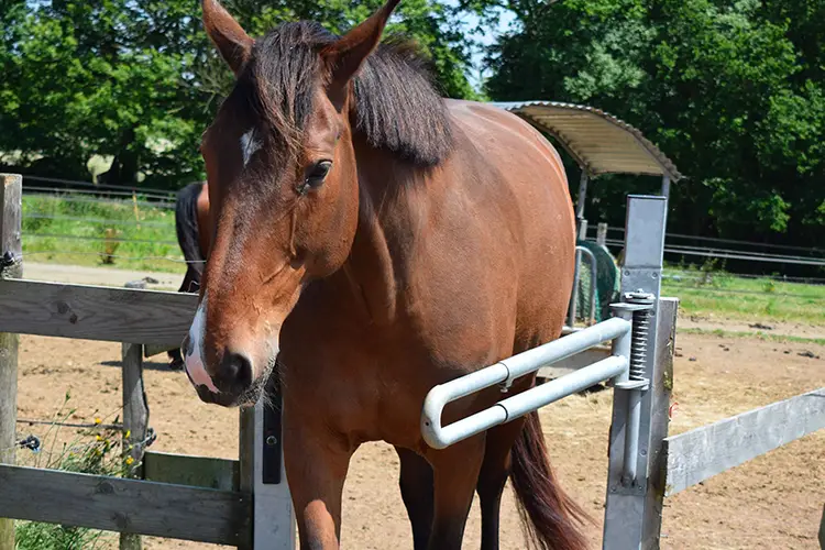 cheval qui passe une porte sans l'écurie active de La Touche Bouilly