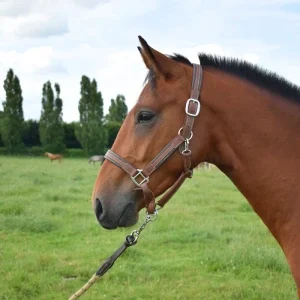 petit cheval bai à vendre