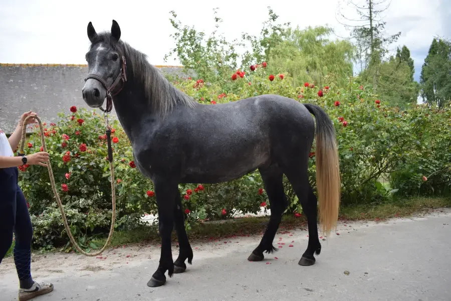 jeune étalon de l'élevage La Touche Bouilly