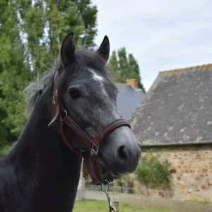 etalon poney gris à vendre