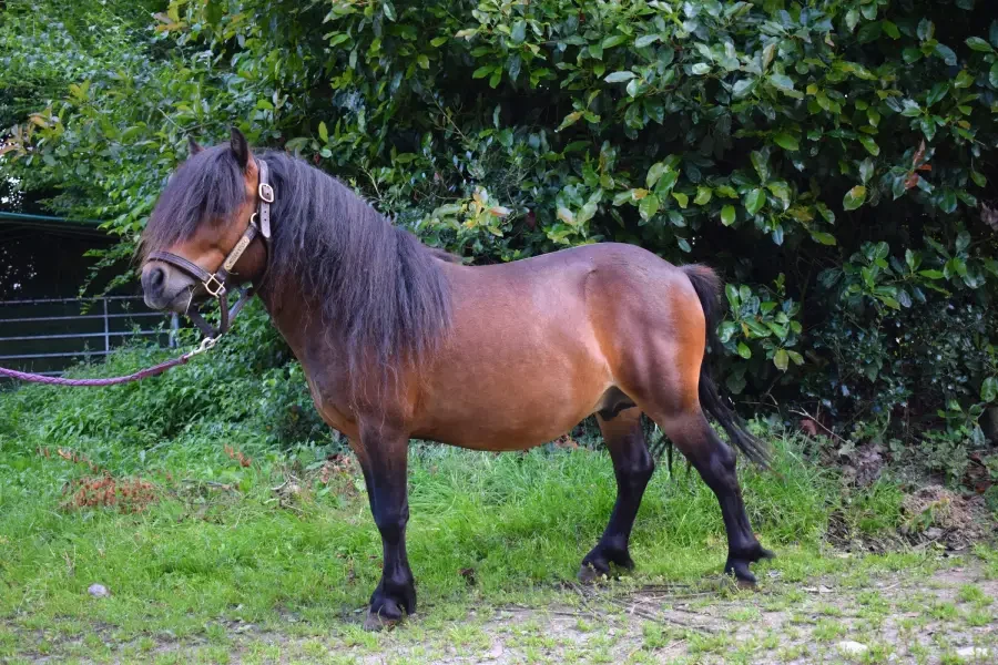 étalon shetland bai de l'élevage de La Touche Bouilly