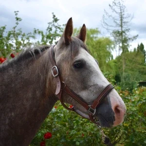 ponette grise à vendre