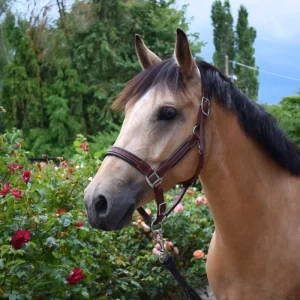 magnifique petite jument isabelle à vendre