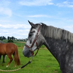 cheval gris à vendre