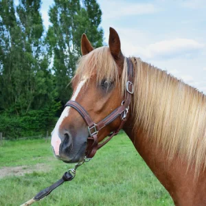 poney alzan à vendre