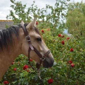 jeune ponette à vendre