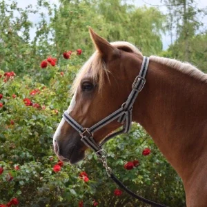 ponette alzane à vendre