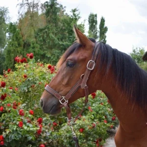 jeune jument à vendre