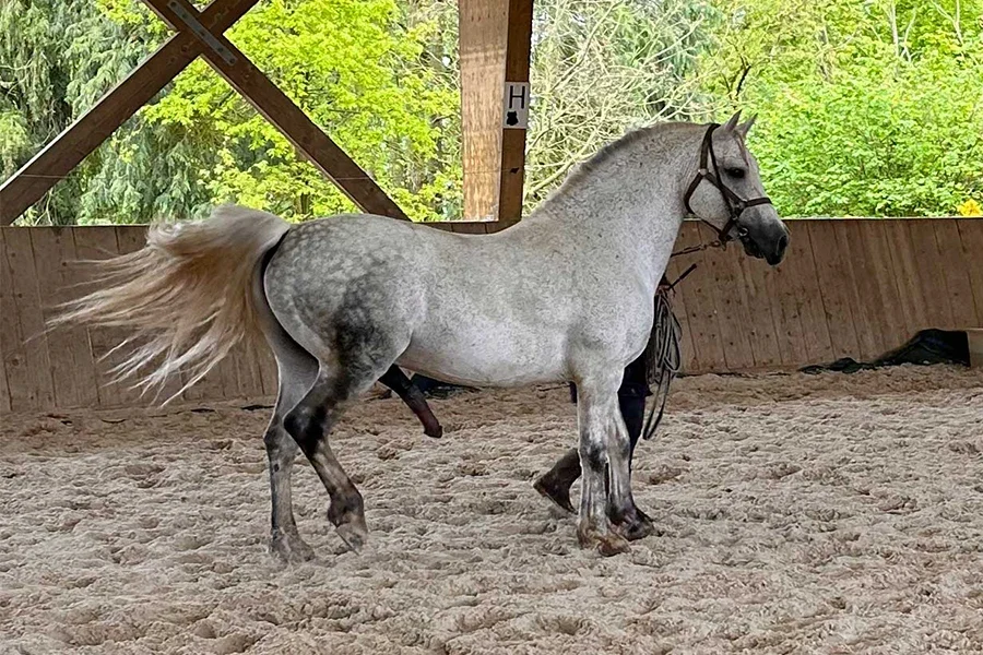 magnifique étalon gris