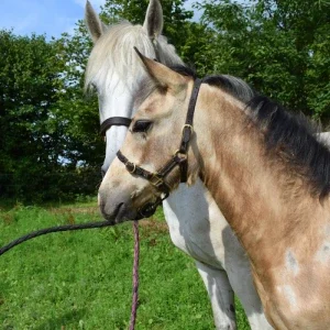 pouliche isabelle à vendre